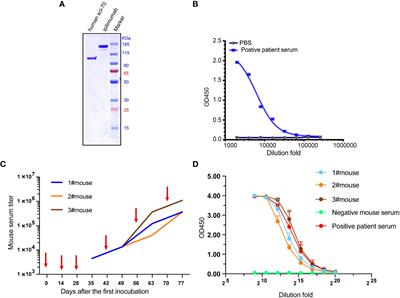 Human-murine chimeric autoantibodies with high affinity and specificity for systemic sclerosis